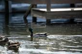 Duck-on-Water-off-of-Trail-at-Hot-Springs-Village