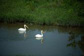 Wildlife-along-trail-in-Hot-Springs-Village